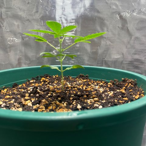 Mimosa Evo growlog timeline photo