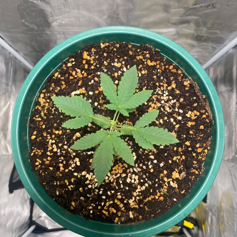 Mimosa Evo growlog timeline photo