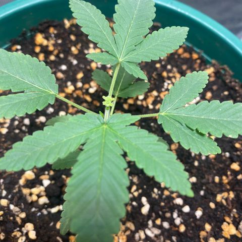 Mimosa Evo growlog timeline photo