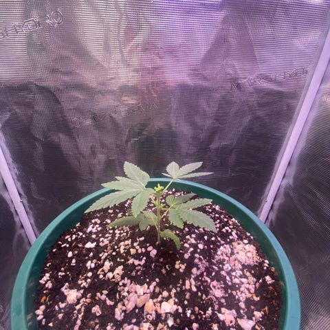 Mimosa Evo growlog timeline photo