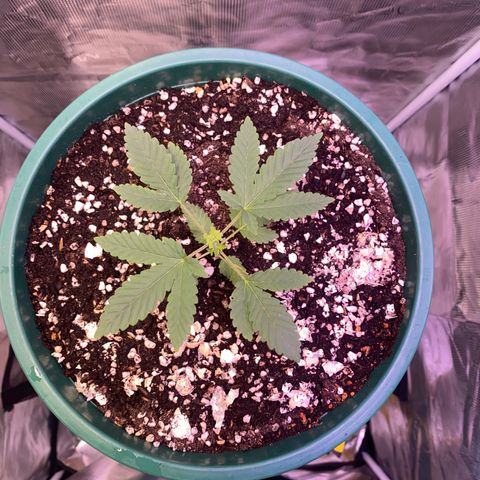Mimosa Evo growlog timeline photo