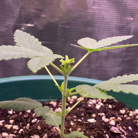 Mimosa Evo growlog timeline photo