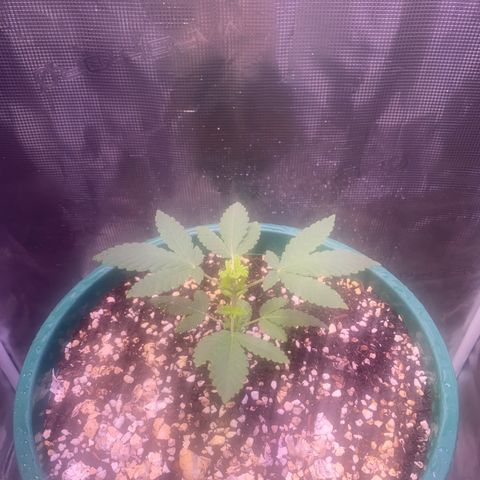 Mimosa Evo growlog timeline photo