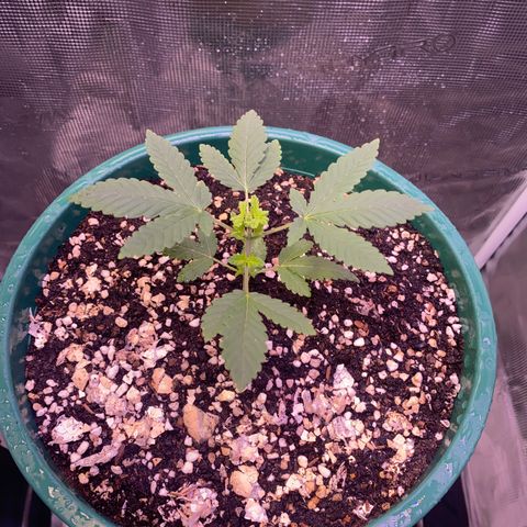 Mimosa Evo growlog timeline photo