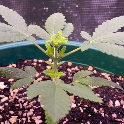 Mimosa Evo growlog timeline photo