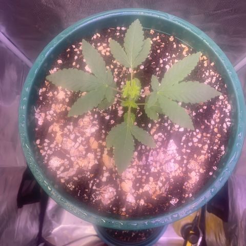 Mimosa Evo growlog timeline photo
