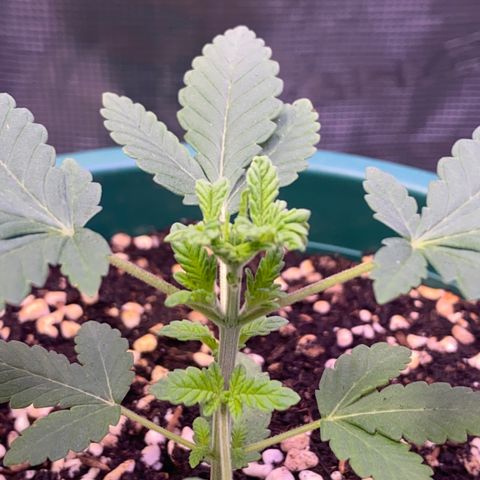 Mimosa Evo growlog timeline photo