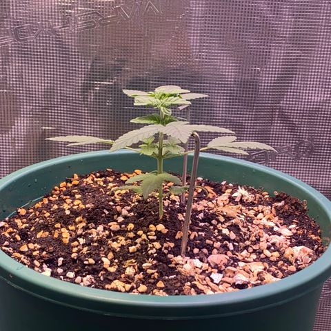 Mimosa Evo growlog timeline photo