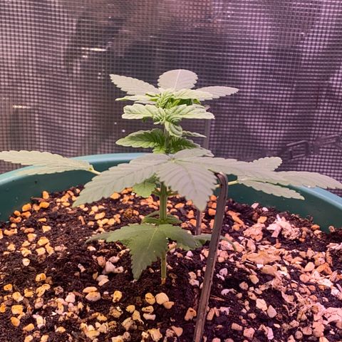 Mimosa Evo growlog timeline photo