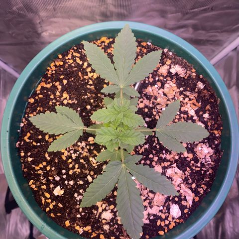 Mimosa Evo growlog timeline photo