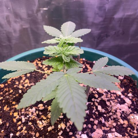 Mimosa Evo growlog timeline photo