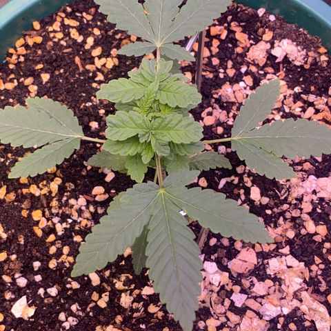 Mimosa Evo growlog timeline photo