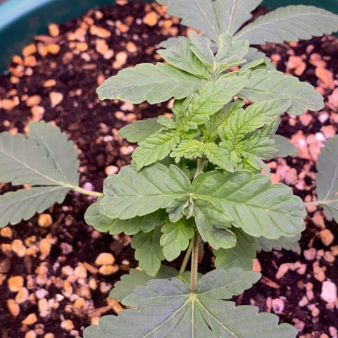 Mimosa Evo growlog timeline photo