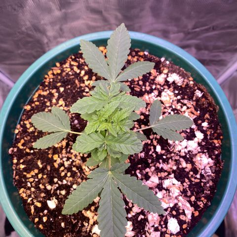 Mimosa Evo growlog timeline photo