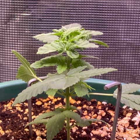 Mimosa Evo growlog timeline photo
