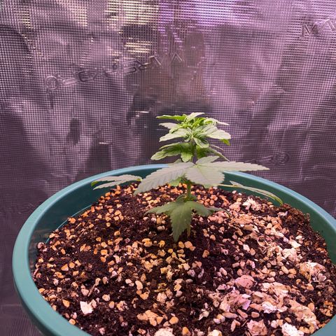 Mimosa Evo growlog timeline photo