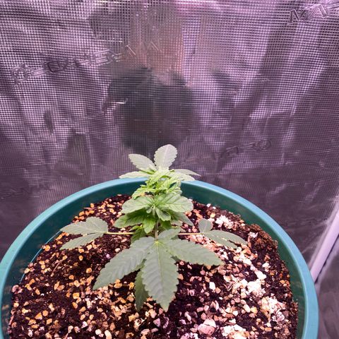 Mimosa Evo growlog timeline photo