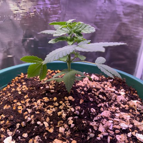 Mimosa Evo growlog timeline photo
