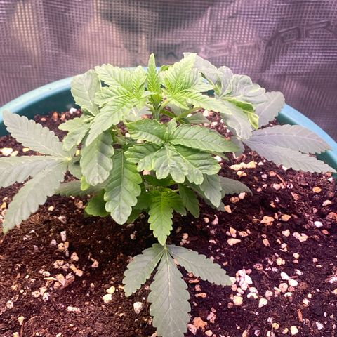 Mimosa Evo growlog timeline photo