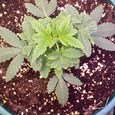 Mimosa Evo growlog timeline photo