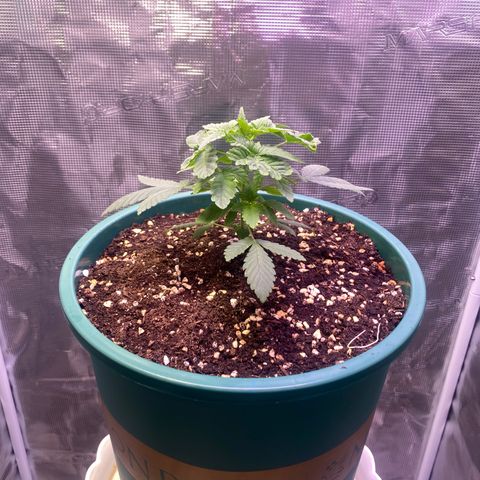Mimosa Evo growlog timeline photo