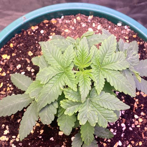 Mimosa Evo growlog timeline photo