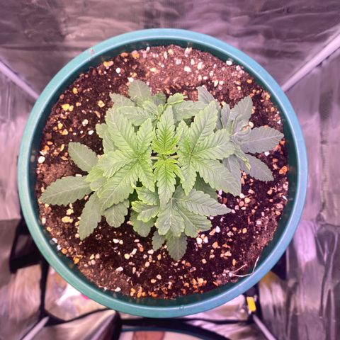 Mimosa Evo growlog timeline photo
