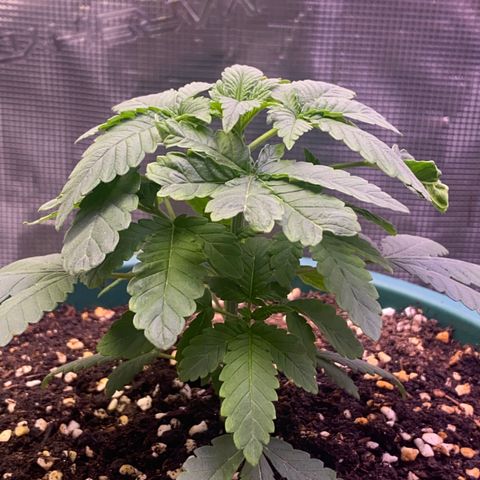 Mimosa Evo growlog timeline photo