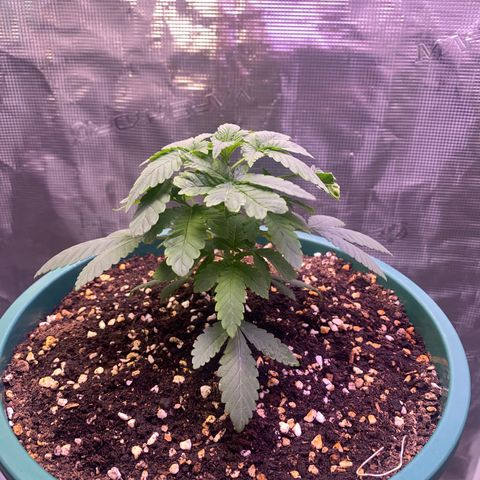 Mimosa Evo growlog timeline photo