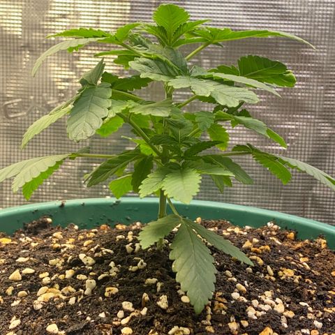 Mimosa Evo growlog timeline photo