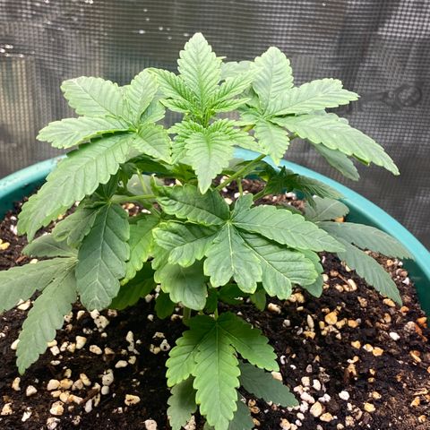 Mimosa Evo growlog timeline photo