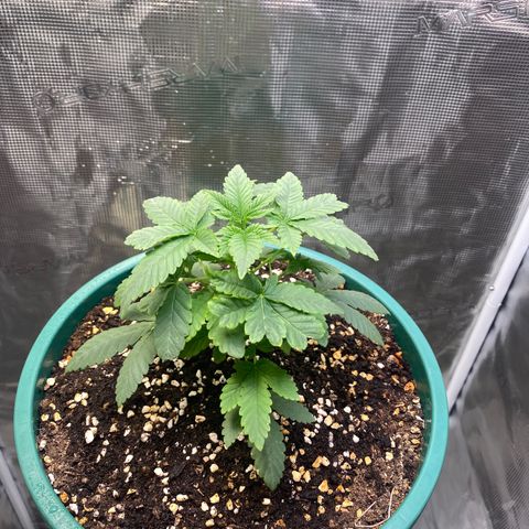 Mimosa Evo growlog timeline photo