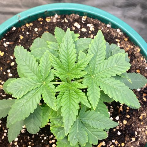 Mimosa Evo growlog timeline photo