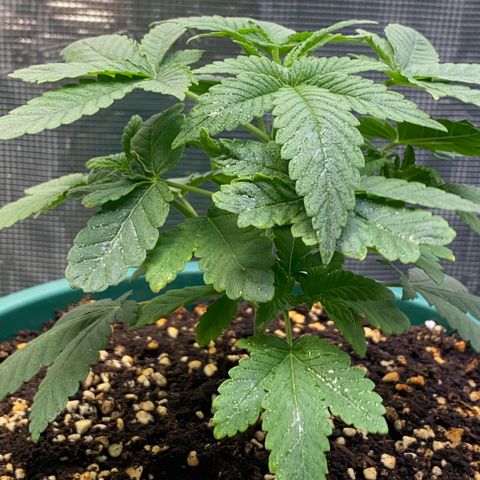 Mimosa Evo growlog timeline photo