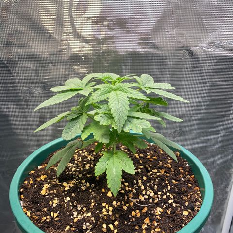 Mimosa Evo growlog timeline photo