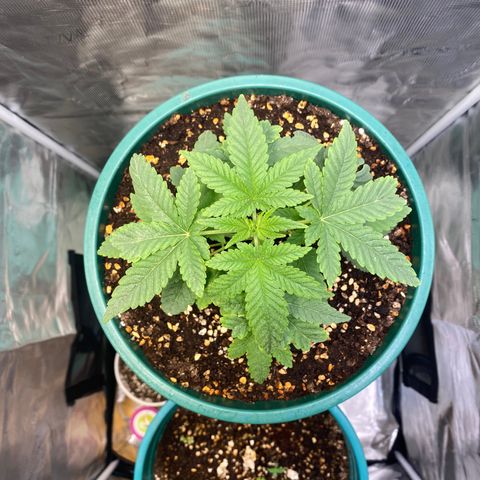 Mimosa Evo growlog timeline photo