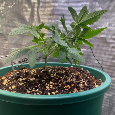 Mimosa Evo growlog timeline photo