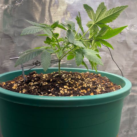 Mimosa Evo growlog timeline photo