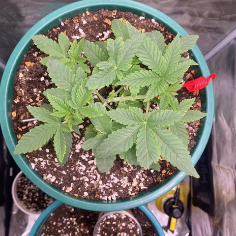 Mimosa Evo growlog timeline photo