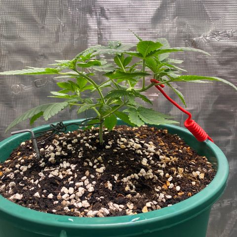 Mimosa Evo growlog timeline photo