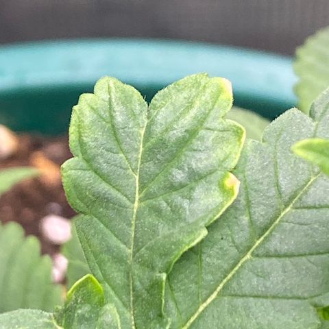 Mimosa Evo growlog timeline photo