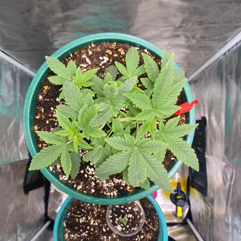 Mimosa Evo growlog timeline photo