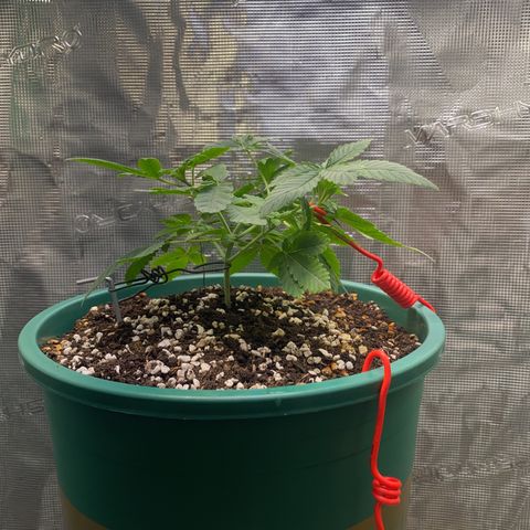 Mimosa Evo growlog photo: 0,5ml 3 loại pha với 700ml nước , cháy nhẹ , lần sau giảm lượng tưới , 1 tuần vô dinh dưỡng 1 lần