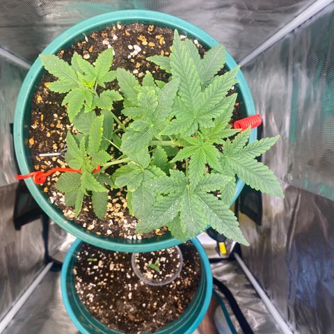 Mimosa Evo growlog timeline photo