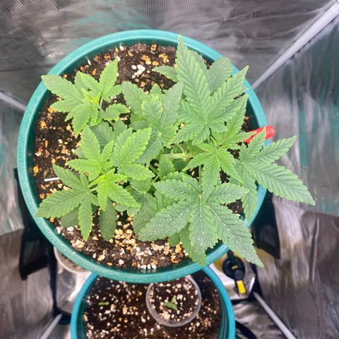 Mimosa Evo growlog timeline photo