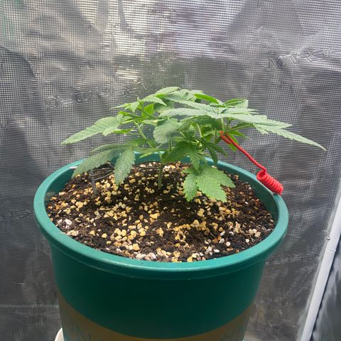 Mimosa Evo growlog timeline photo