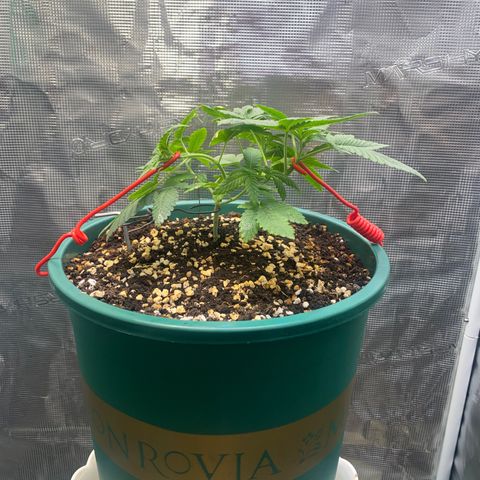 Mimosa Evo growlog timeline photo