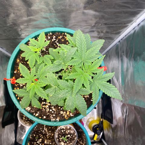 Mimosa Evo growlog timeline photo
