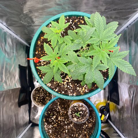 Mimosa Evo growlog timeline photo