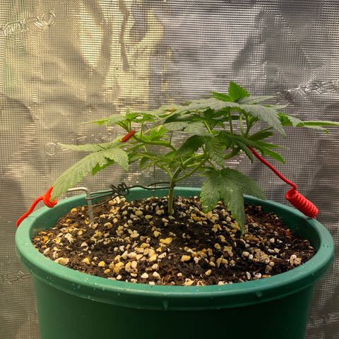 Mimosa Evo growlog timeline photo